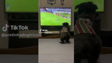 Perro fanático del Fluminense de Brasil se vuelve viral por festejar sus goles
