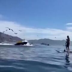 Una ballena jorobada se traga dos surfistas en California y luego las escupe