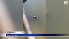 Rescatada una tortuga mordedora “muy peligrosa” en Toledo