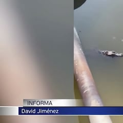 La Guardia Civil captura un caimán en Toledo: ya investigan como pudo llegar hasta allí