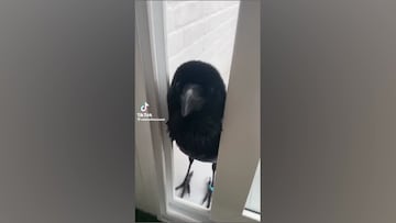El cuervo con voz de locutor de radio que enamora a las redes sociales