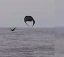 El espectacular salto de una mantarraya sobre la superficie del mar