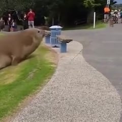 Un elefante marino de más de tres metros aparece en un parque infantil