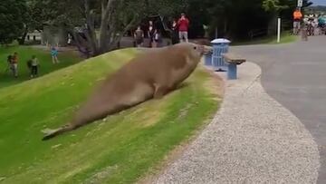 Un elefante marino de m¨¢s de tres metros aparece en un parque infantil