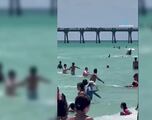 Así huye la gente de un tiburón en las playas de Florida, el video se hizo viral