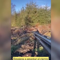 Un cazador va a disparar un ciervo: este gesto sobrecogedor del animal le hizo recapacitar