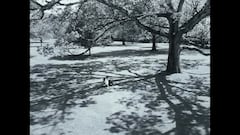 Watch the Netflix trailer of ‘Maestro’: Bradley Cooper directs and plays the role of Leonard Bernstein