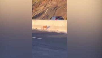 La cara de un perro tras ser rescatado de ser atropellado