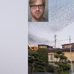 El extraño comportamiento de los cuervos en Japón entre el terremoto y la alerta de tsunami