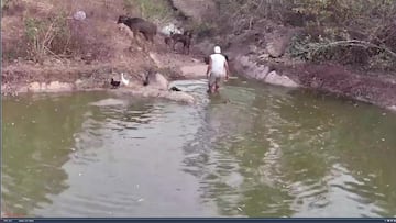 Frank de la jungla es atacado en directo por un animal: ¡°A punto de morir¡±