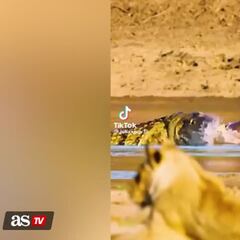 Herd of hippos brutally attacks a crocodile