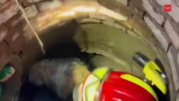 Bomberos rescatan un perro yorkshire que cay¨® por una alcantarilla en San Mart¨ªn de Valdeiglesias