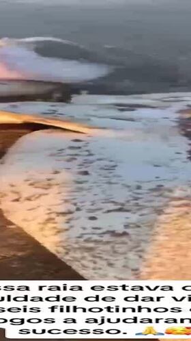 El vídeo de una manta raya dando a luz en la playa que se ha hecho viral en redes