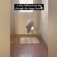 Un perro entra en casa con un ciervo como si fuera un amigo que viene a tomar algo