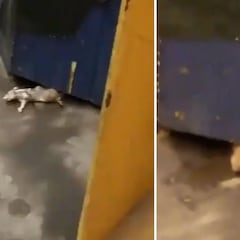 Avistan una rata enorme en el metro de Nueva York