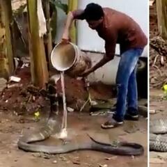 Una cobra real se deja ayudar por un hombre para refrescarse del calor insoportable