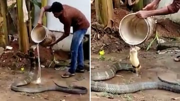 Una cobra real se deja ayudar por un hombre para refrescarse del calor insoportable
