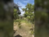 Terrible ataque de un elefante en Zambia que se cobra la vida de una mujer