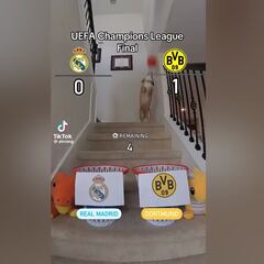 El perro que predijo que Madrid y Dortmund llegarían a la final pronostica ahora cómo quedará