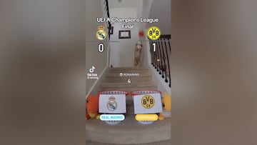 El perro que predijo que Madrid y Dortmund llegar¨ªan a la final pronostica ahora c¨®mo quedar¨¢