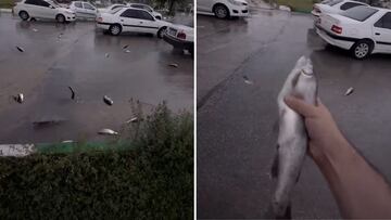 Increíble lluvia de peces en Irán