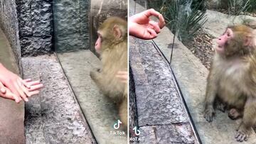 La reacción viral de un mono cuando le hacen un truco de magia