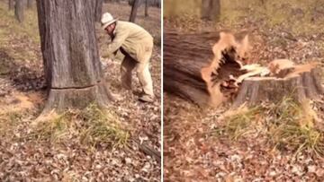 Rescatan a un perro encerrado dentro de un árbol: nadie entiende cómo pudo acabar ahí