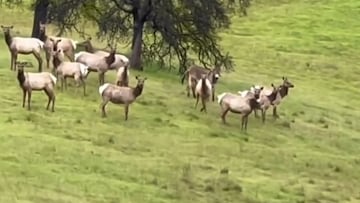 Escaped pet donkey found ‘living best life’ with elk