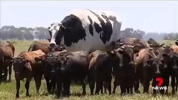 La alucinante vaca igual de alta que Michael Jordan: ¡1,94 metros!