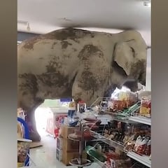 Un elefante se cuela dentro de un supermercado: es lo más surrealista que verán