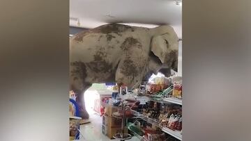 Un elefante se cuela dentro de un supermercado: es lo más surrealista que verán
