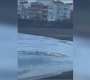 Un tiburón siembra el pánico en una playa de Canarias y obliga a cerrarse al baño