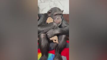 Adorable first encounter: Chimp’s heartwarming reaction to meeting a puppy