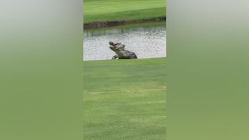 Giant caiman spotted devouring catfish on a Florida golf course