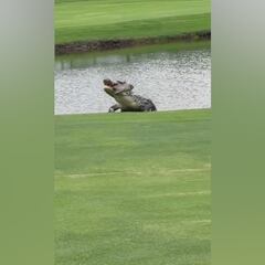 Giant caiman spotted devouring catfish on a Florida golf course