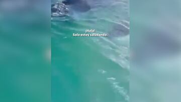 Un tiburón siembra el caos en una playa en Miami: es una escena que da pánico verla