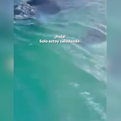 Ocho orcas rodean a una chica mientras hacía surf en Nueva Zelanda: vean el pánico en su voz