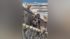 Chaos in Gibraltar: terrified dad and child trapped by monkey attack!