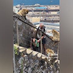 Chaos in Gibraltar: terrified dad and child trapped by monkey attack!