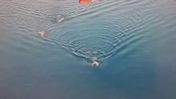 Tragedia en los CrossFit Games, Lazar Dukic desapareció en el agua