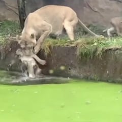 La desesperación de una leona por salvar a su cachorro de morir ahogado