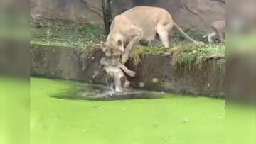 La desesperación de una leona por salvar a su cachorro de morir ahogado