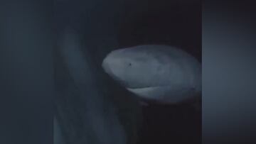 Descubren un tiburón de más de 400 años en las profundidades: la imagen es brutal