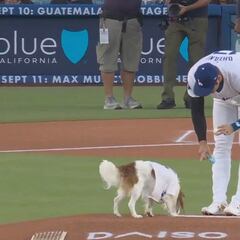 Shohei Ohtani's dog Decoy captivates social media with an adorable first pitch at Dodgers game