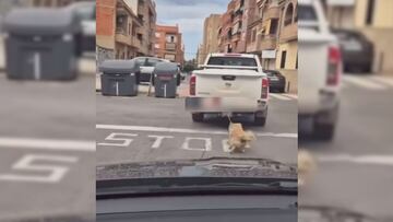 El lamentable incidente de maltrato animal que se ha producido en Valencia: aún se está investigando