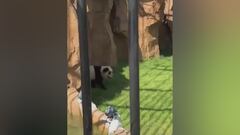 Watch: Chinese zoo exposed for painting dogs to pose as pandas