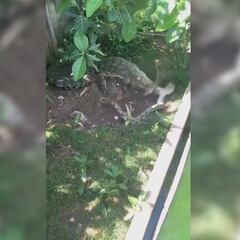 Sale al balcón y se encuentra a una boa frente a un caimán: lo que pasa es aterrador