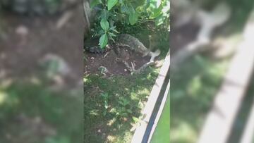 Sale al balcón y se encuentra a una boa frente a un caimán: lo que pasa es aterrador