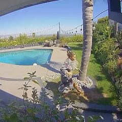 Captan a un coyote entrando en la casa y atacando al perro de Tommy Lee: dramático