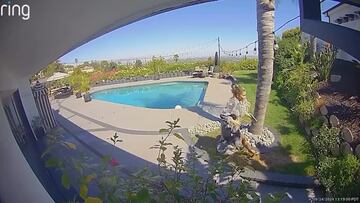 Captan a un coyote entrando en la casa y atacando al perro de Tommy Lee: dramático